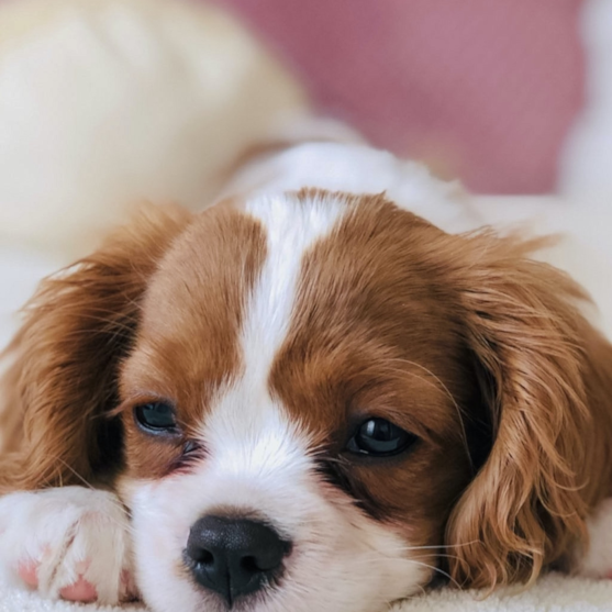 blenheim cavalier king charles spaniel blenheim cavalier king charles spaniel on bed